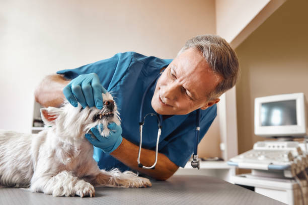 Best Emergency Root Canal Treatment in Canutillo, TX